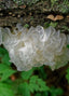 Tremella Mushrooms